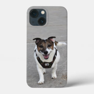 Capo von Oppenheim, Jack Russell Terrier Dog
