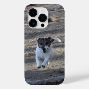 Capo von Oppenheim, Jack Russell Terrier Dog
