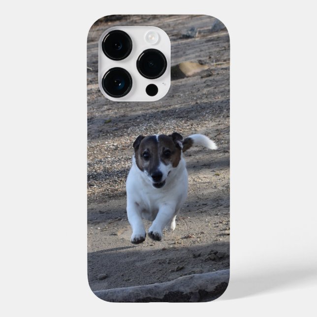 Capo von Oppenheim, Jack Russell Terrier Dog (Verso)