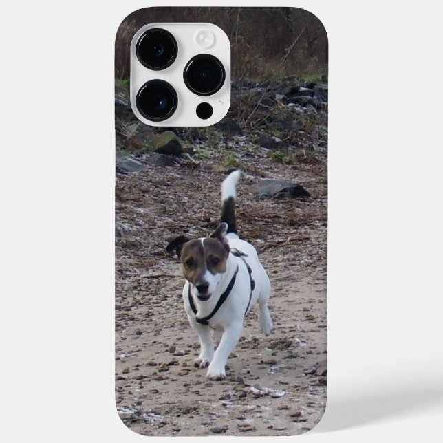 Capo von Oppenheim, Jack Russell Terrier Dog (Verso)