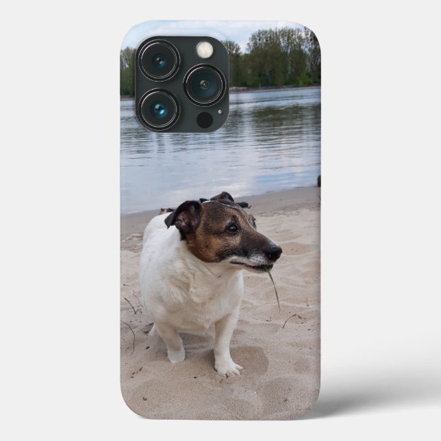 Capo von Oppenheim, Jack Russell Terrier Dog (Verso)