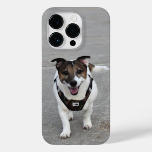 Capo von Oppenheim, Jack Russell Terrier Dog