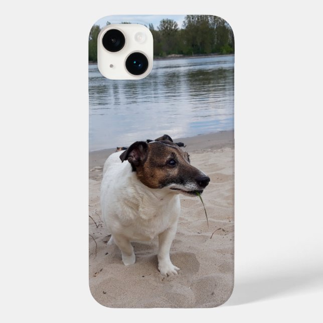 Capo von Oppenheim, Jack Russell Terrier Dog (Verso)
