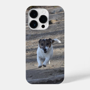 Capo von Oppenheim, Jack Russell Terrier Dog