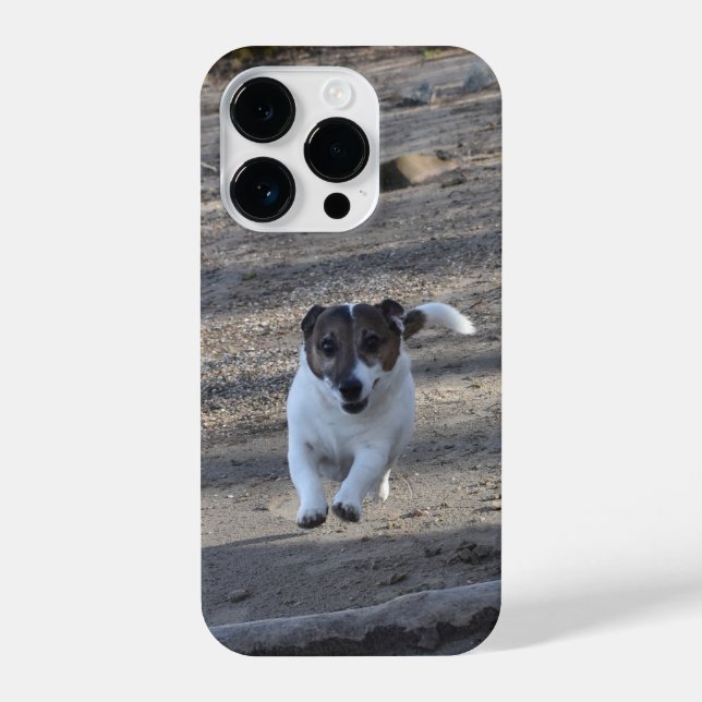 Capo von Oppenheim, Jack Russell Terrier Dog (Verso)