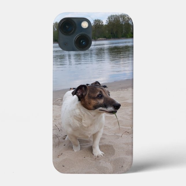 Capo von Oppenheim, Jack Russell Terrier Dog (Verso)