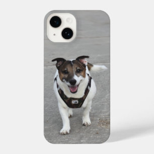 Capo von Oppenheim, Jack Russell Terrier Dog