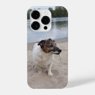 Capo von Oppenheim, Jack Russell Terrier Dog