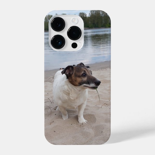 Capo von Oppenheim, Jack Russell Terrier Dog (Verso)