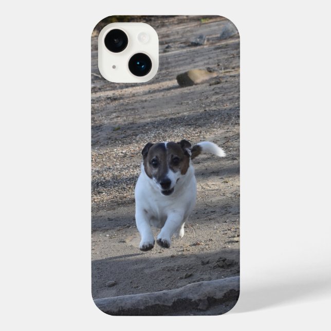 Capo von Oppenheim, Jack Russell Terrier Dog (Verso)