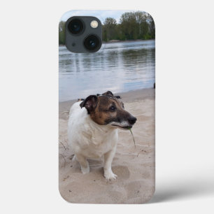 Capo von Oppenheim, Jack Russell Terrier Dog