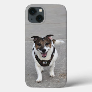 Capo von Oppenheim, Jack Russell Terrier Dog