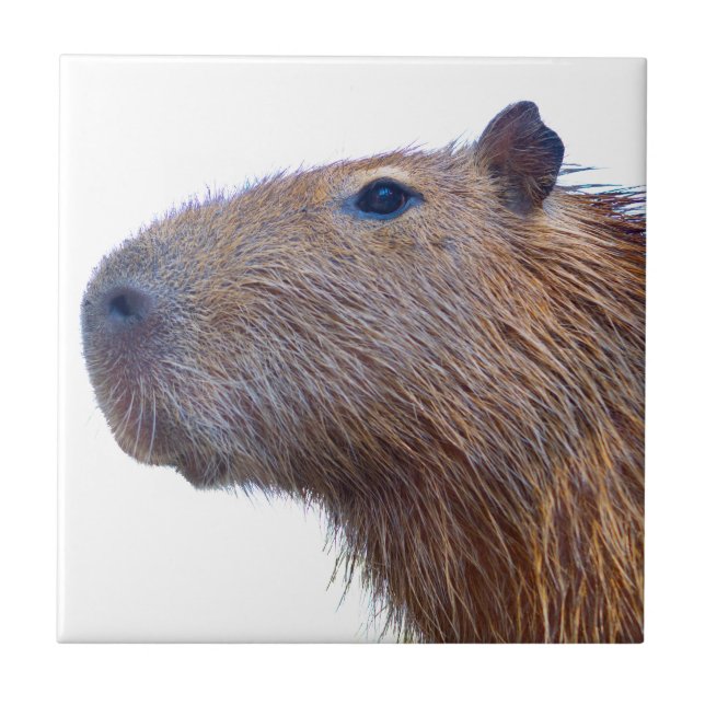 Capybara (Frente)
