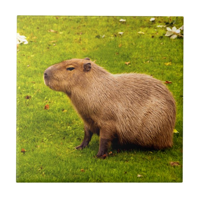 Capybara (Frente)