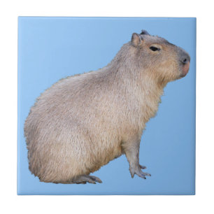 Capybara