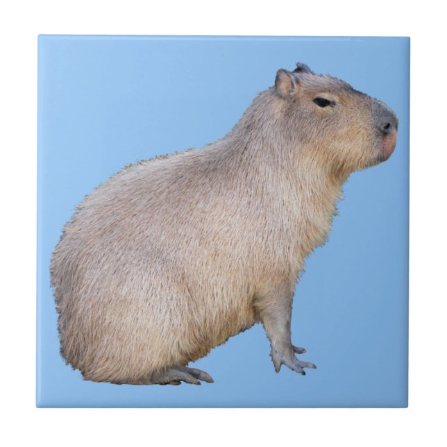Capybara (Frente)