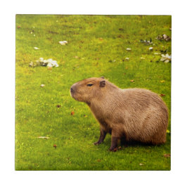 Capybara