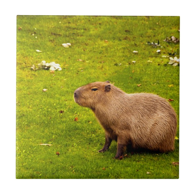 Capybara (Frente)