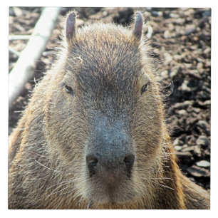 CAPYBARA