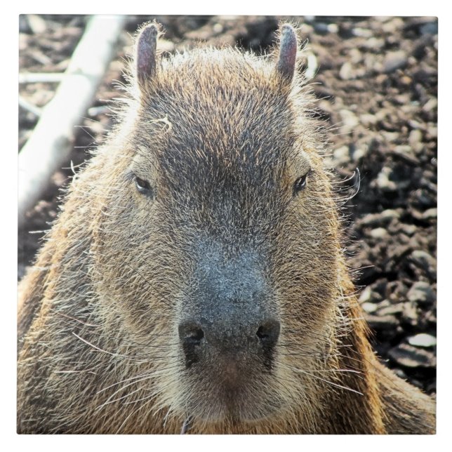 CAPYBARA (Frente)