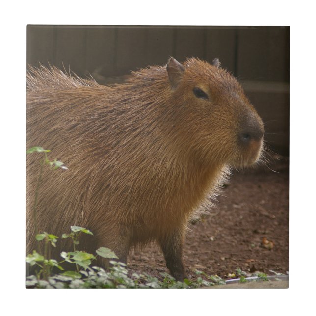 Capybara (Frente)
