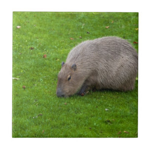 Capybara Animal Incrível