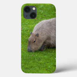 Capybara Animal Incrível