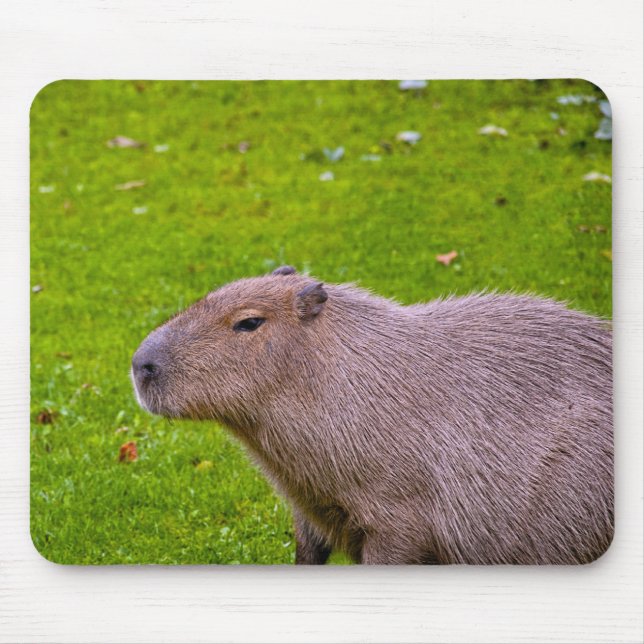 Capybara Mousepad (Frente)