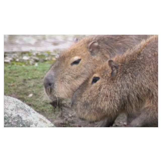 Capybaras adoráveis, tecido (Jarda)