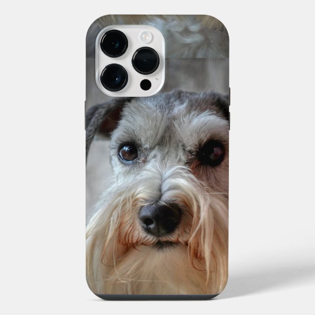Cara de cachorro Schnauzer (Verso)