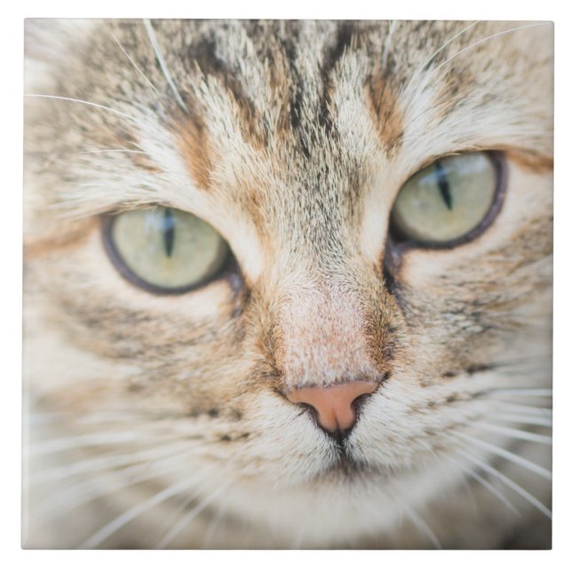 Cara de gato (Frente)