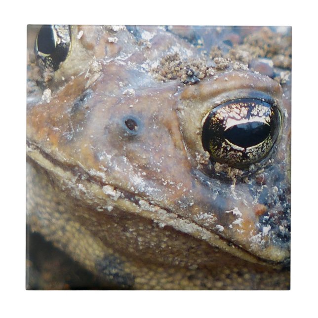 Cara de sapo (Frente)