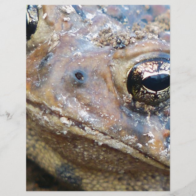 Cara de sapo (Frente)