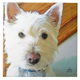 Cara do cão de Westie, olhando o