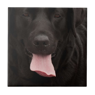 Cara do cão preto