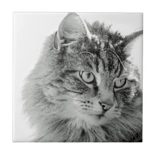 Cara macia bonito do gato