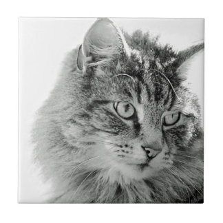 Cara macia bonito do gato