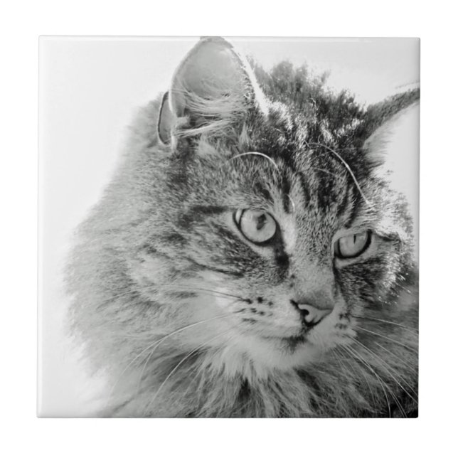 Cara macia bonito do gato (Frente)