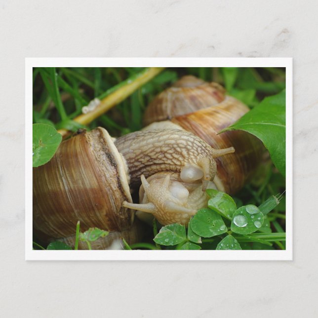 Caracóis Amam Beijo Cartão Postal (Frente)
