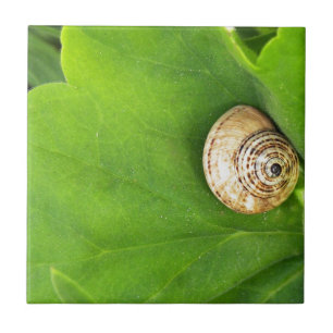 caracol