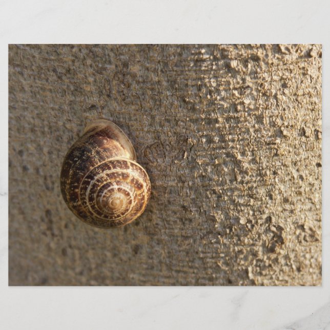 Caracol (Frente)