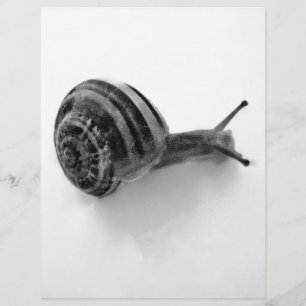 Caracol B&W