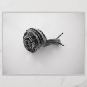Caracol B&W