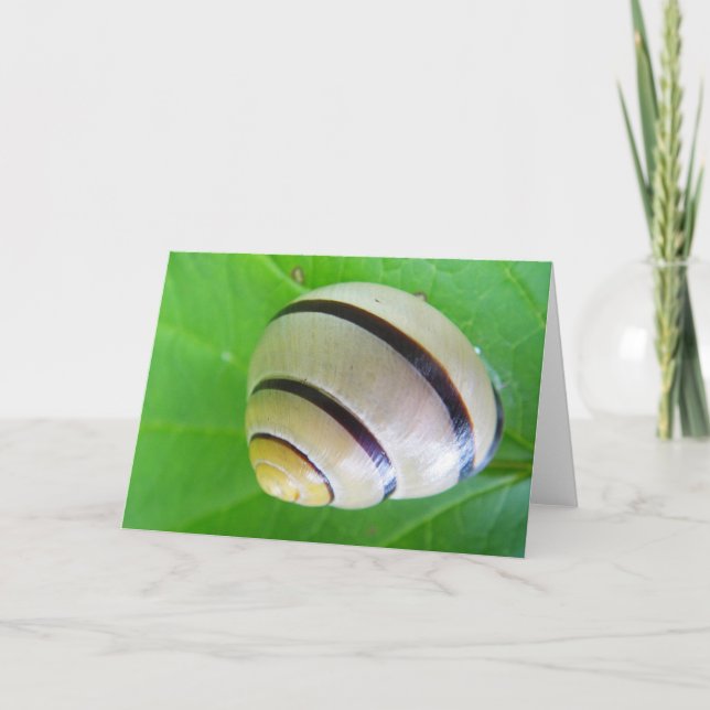 Caracol branco-marrom do cartão (Frente)