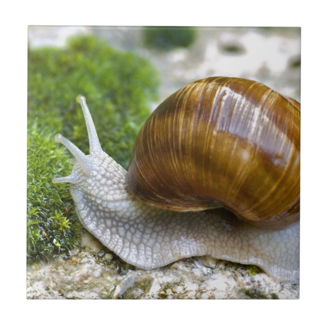 Caracol de Burgundy (Frente)