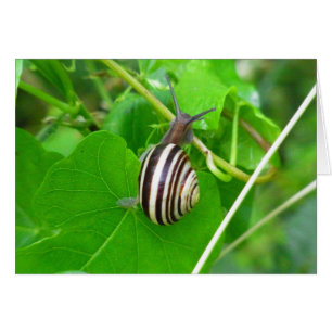 Caracol de terra listrado em um cartão vazio da