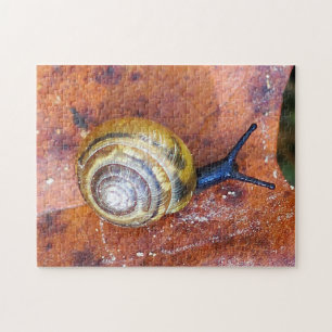 Caracol no quebra-cabeça da folha