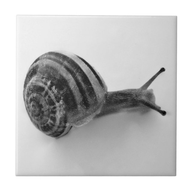 Caracol preto e branco (Frente)