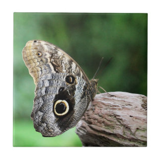 Caranguejo-Borboleta