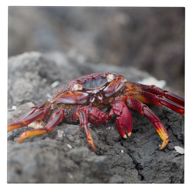 Caranguejo-rocha-vermelha (Frente)